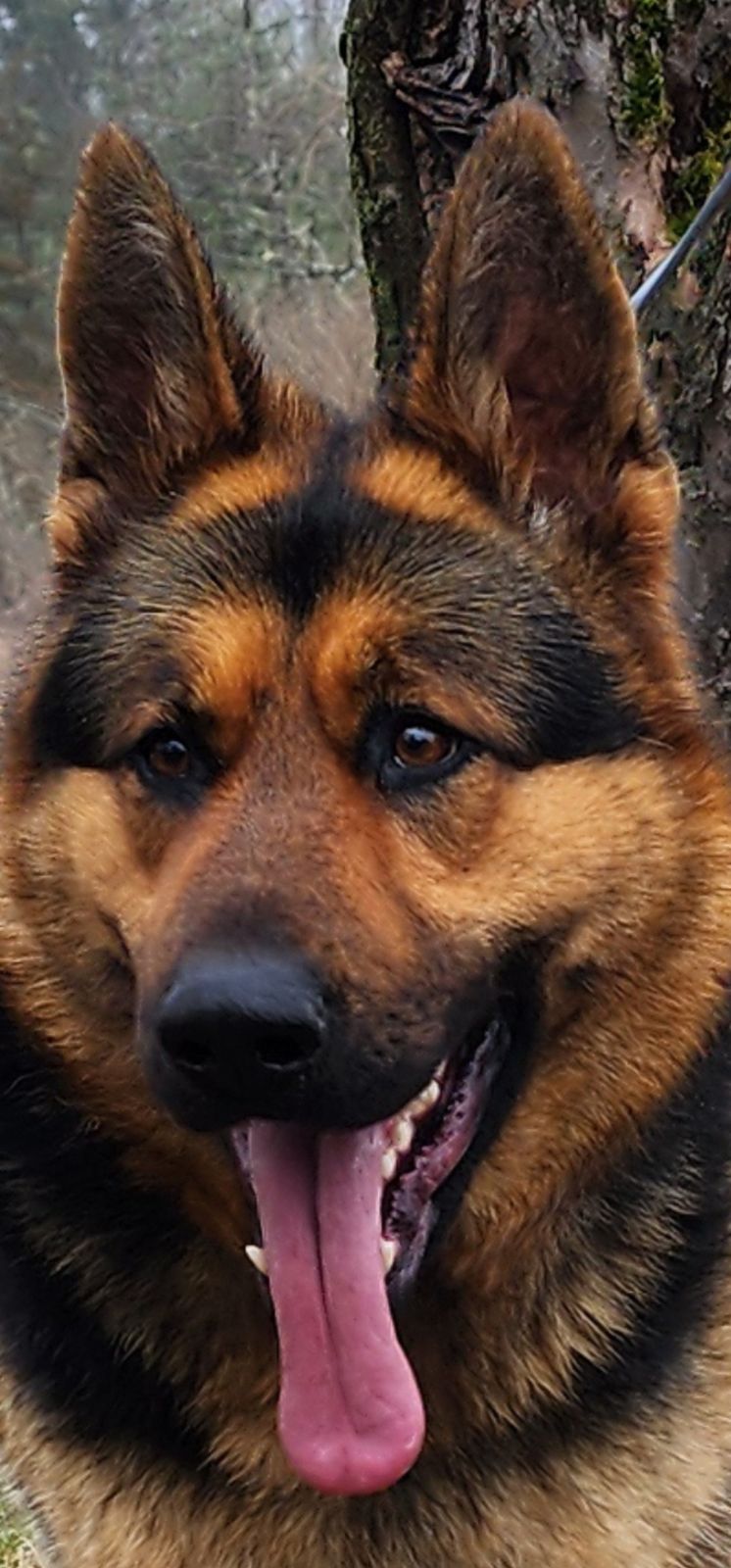 Konigsdorf Shepherds dog photo